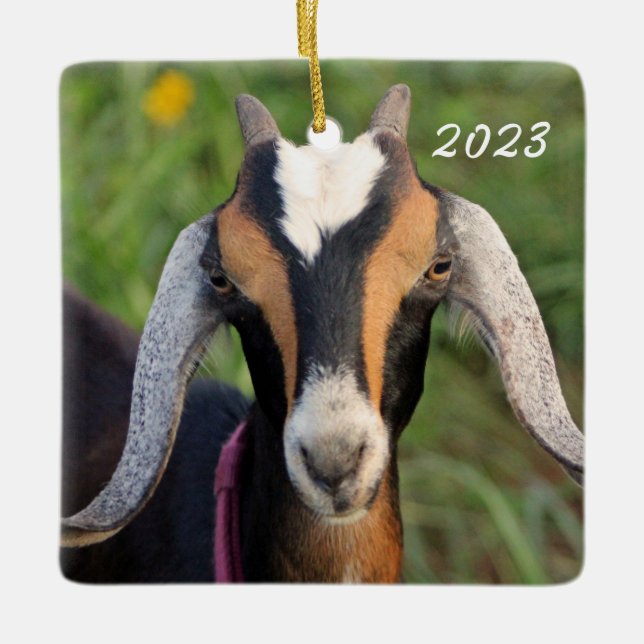 Colourful Mini Nubian Dairy Goat Kid Ceramic Ornament (Front)