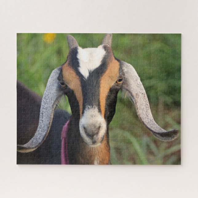 Colourful Mini Nubian Dairy Goat Kid Jigsaw Puzzle (Horizontal)