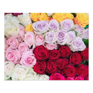 Colourful Mixed Roses Photo Print