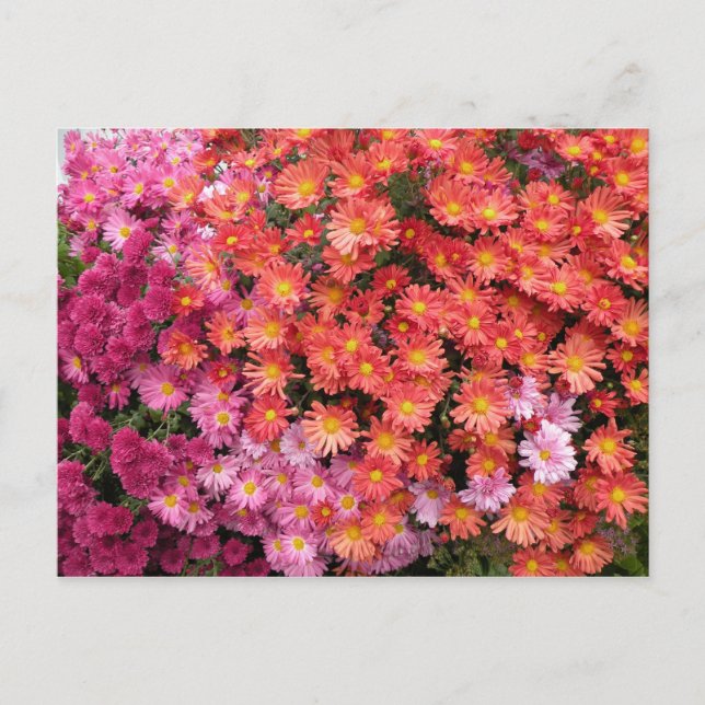 Colourful Mums Postcard (Front)
