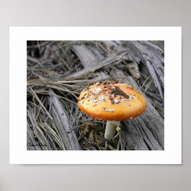 Colourful Mushroom Busting Through Pine Straw Phot Poster (Front)