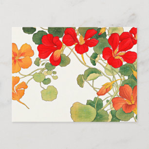 Colourful Nasturtium flowers Postcard