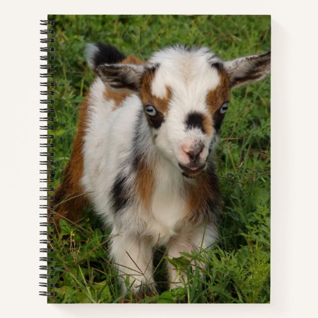 Colourful Nigerian Dwarf Goat Kid with Blue Eyes Notebook (Front)