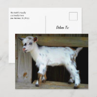 Colourful Nigerian Dwarf Goat with Blue Eyes