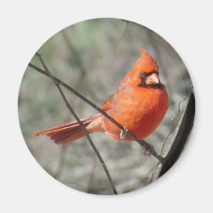 Colourful Northern Cardinal Magnet