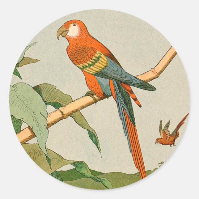 Colourful Orange Parrot on Bamboo Classic Round Sticker (Front)
