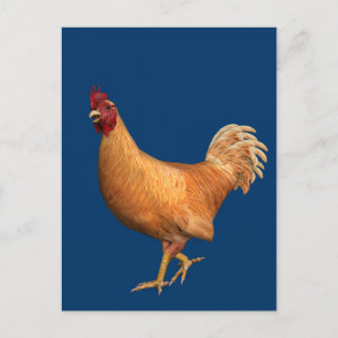 Colourful Orange Rooster Postcard