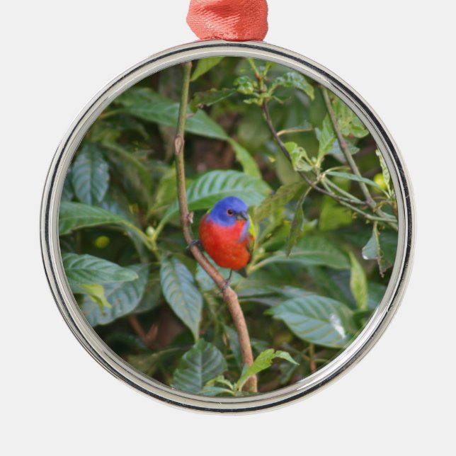 Colourful Painted Bunting Bird Metal Ornament (Front)