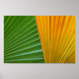 colourful palm leaves by Petr Kratochvil canvas Poster