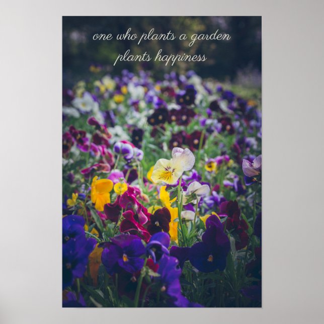 Colourful pansies in bloom in the country garden poster (Front)