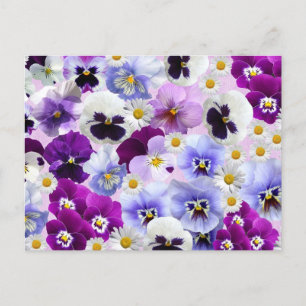 Colourful Pansy and Daisy Flowers Postcard