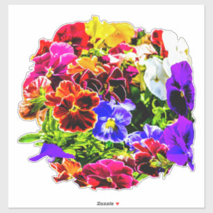 Colourful Pansy Flowers