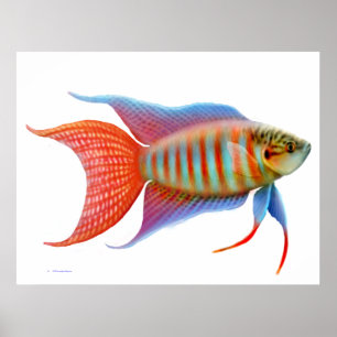 Colourful Paradise Gourami Fish Print