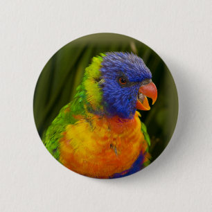 Colourful parakeet 2 inch round button