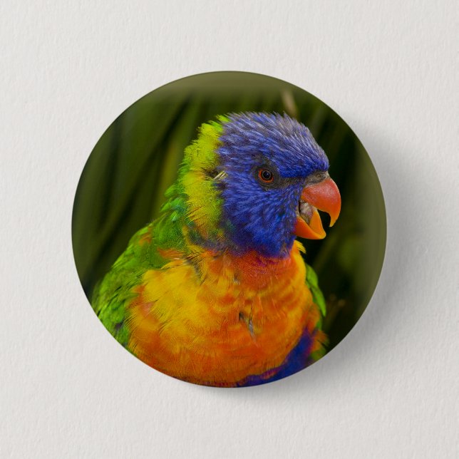 Colourful parakeet 2 inch round button (Front)
