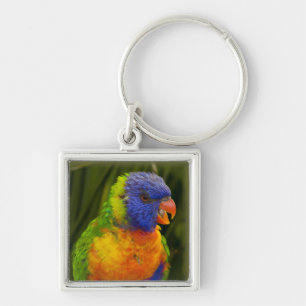 Colourful parakeet keychain
