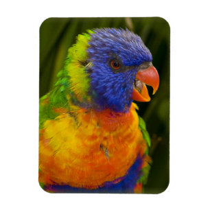 Colourful parakeet magnet