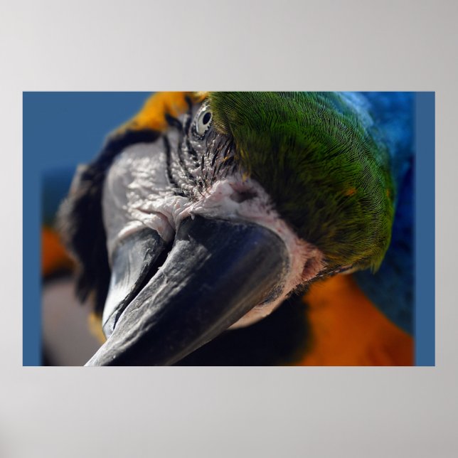 Colourful Parrot Macaw Bird Poster (Front)