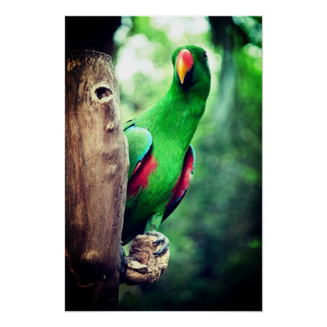 Colourful Parrot Macaw Bird  Poster (Front)