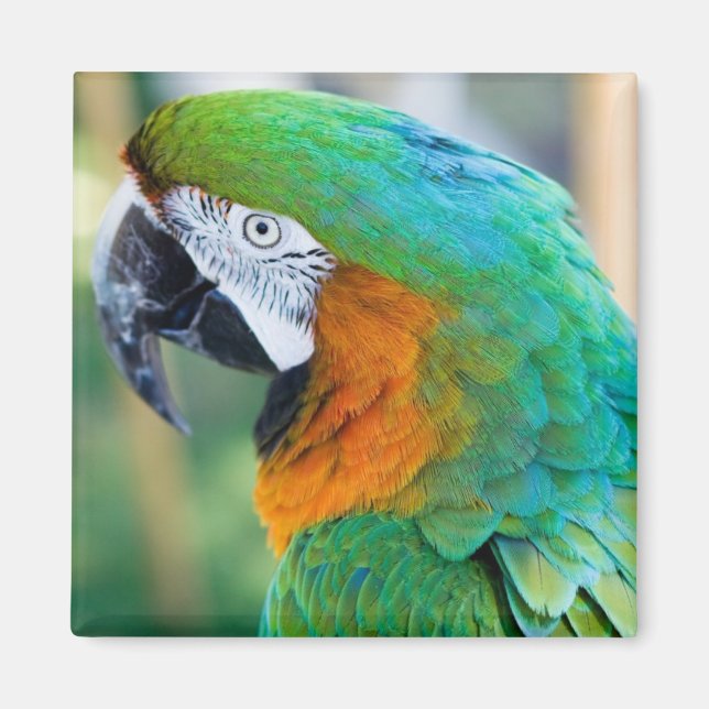 Colourful Parrot Magnet (Front)