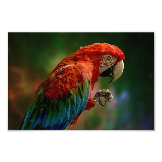 Colourful Parrot Photo Print (Front)