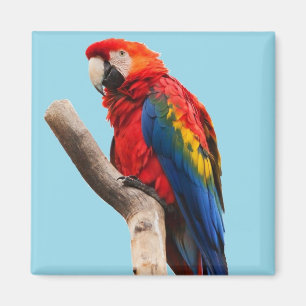 Colourful Parrot Portrait Photo Magnet