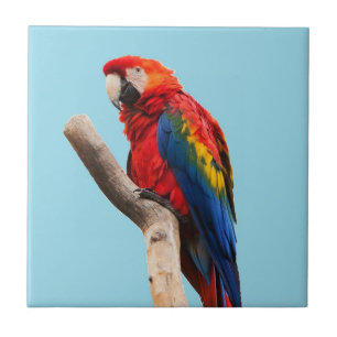 Colourful Parrot Portrait Photo Tile