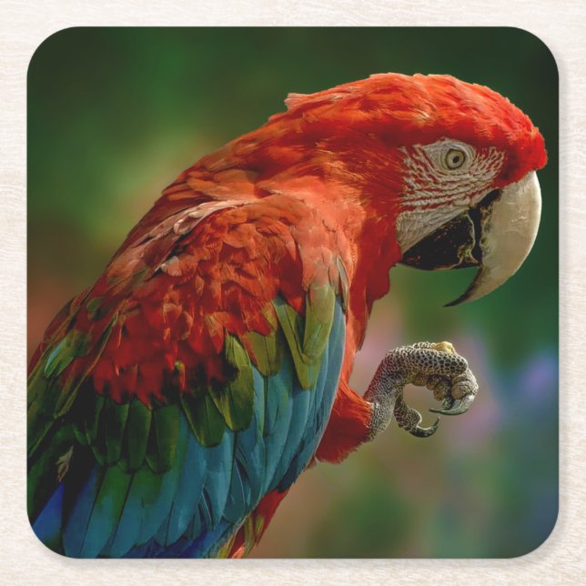 Colourful Parrot Square Paper Coaster (Front)