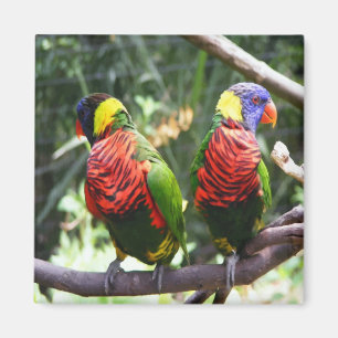Colourful Parrots Magnet