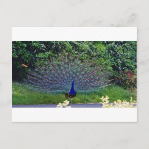 Colourful Pattern Bird Peacock Art Indian Destiny Postcard