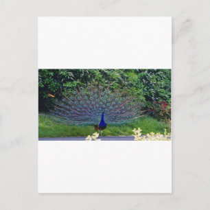 Colourful Pattern Bird Peacock Art Indian Destiny Postcard