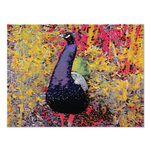 Colourful Peacock bird Photo Print