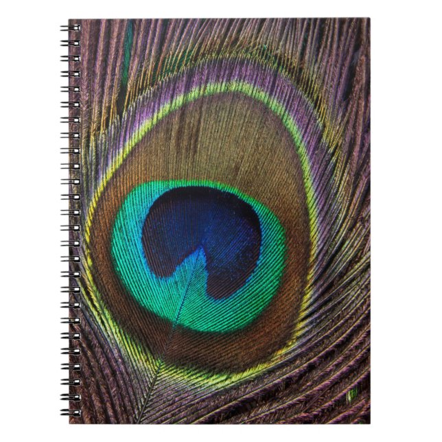 Colourful Peacock Feather Personalized Notebook (Front)