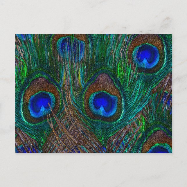 Colourful Peacock Feathers Etching Style Postcard (Front)