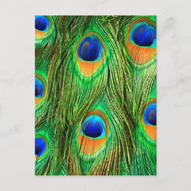 Colourful Peacock Feathers Print Postcard (Front)