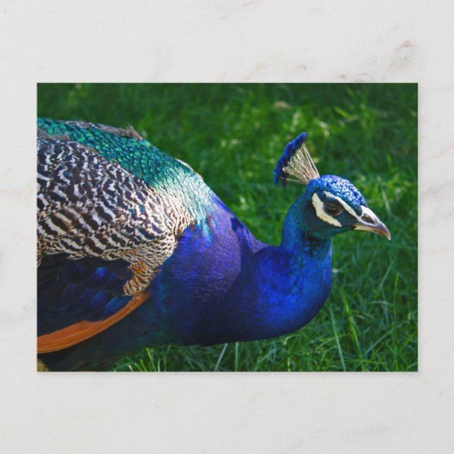 Colourful Peacock from the Wisconsin Zoo Postcard (Front)