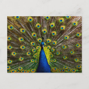 Colourful peacock postcard