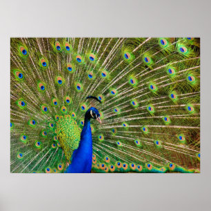 Colourful Peacock Poster