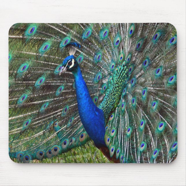 Colourful peacock print mouse pad (Front)