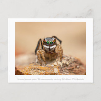 Colourful Peacock Spider Macro Photography  Postcard
