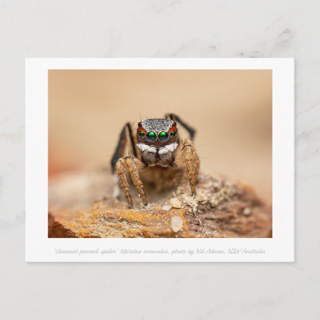 Colourful Peacock Spider Macro Photography  Postcard (Front)