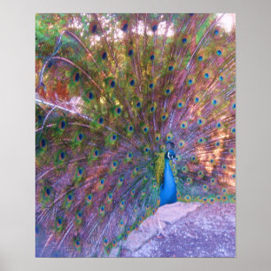 Colourful Peafowl Photo Print Poster Image