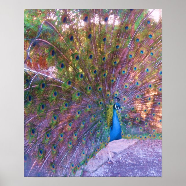 Colourful Peafowl Photo Print Poster Image (Front)
