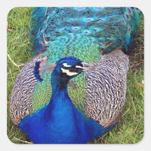 Colourful Peafowl  Stickers