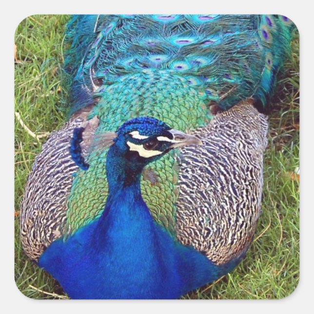 Colourful Peafowl  Stickers (Front)