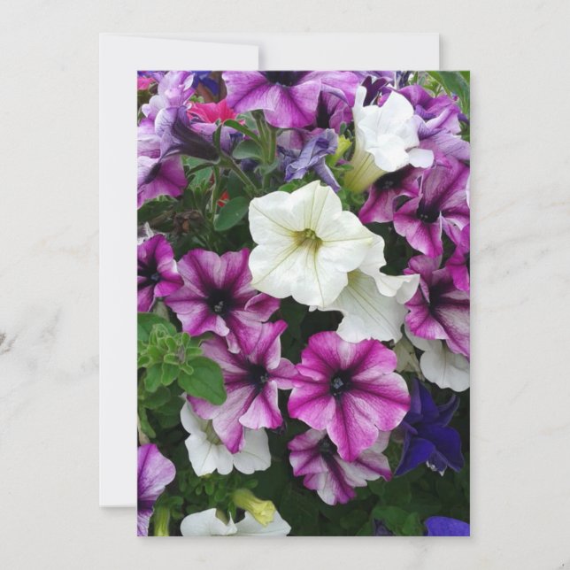 Colourful Petunias Blank Card (Front)