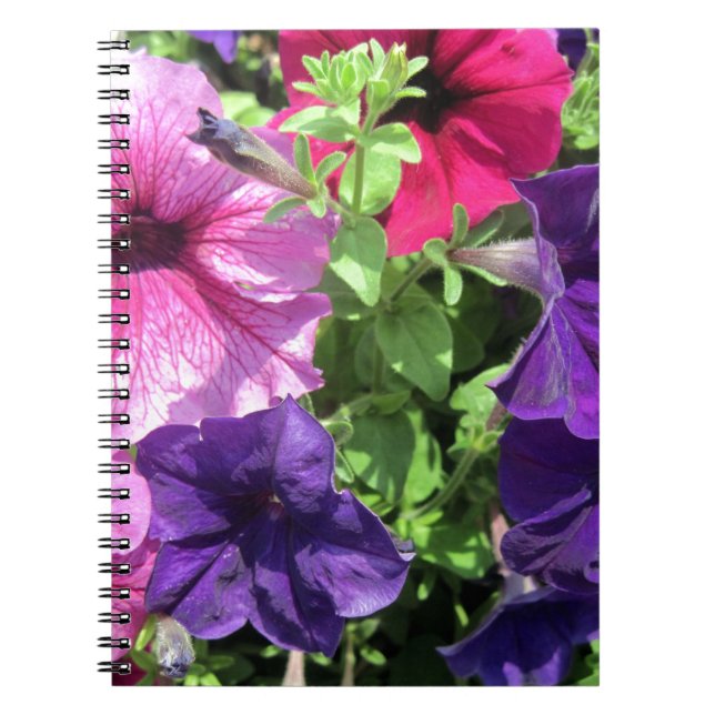 Colourful Petunias Notebook (Front)