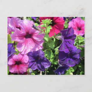 Colourful Petunias Postcard