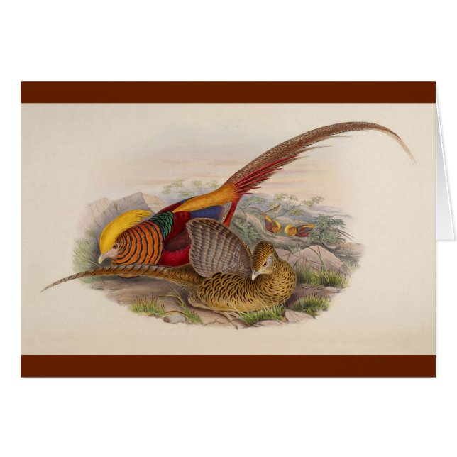Colourful pheasant (Front Horizontal)