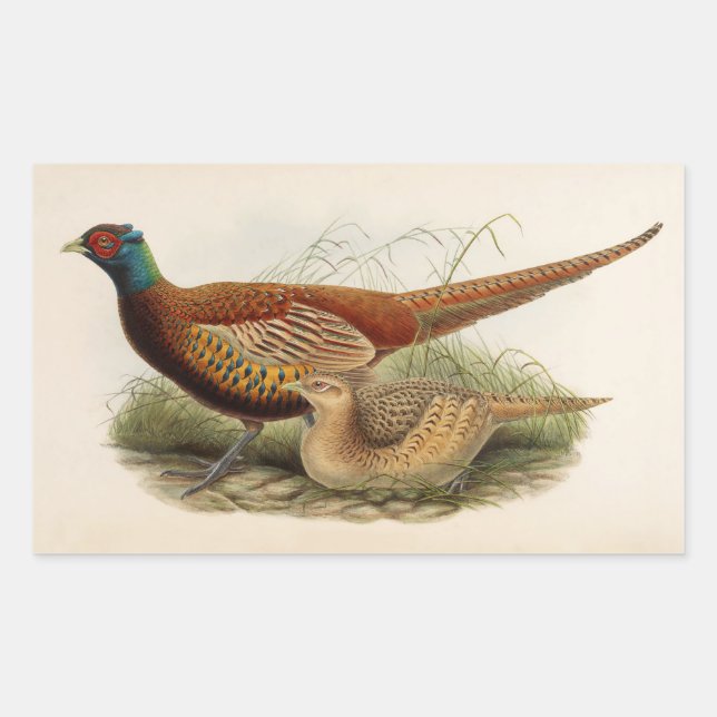 Colourful pheasant sticker (Front)